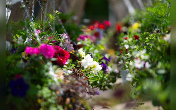 Hanging Baskets